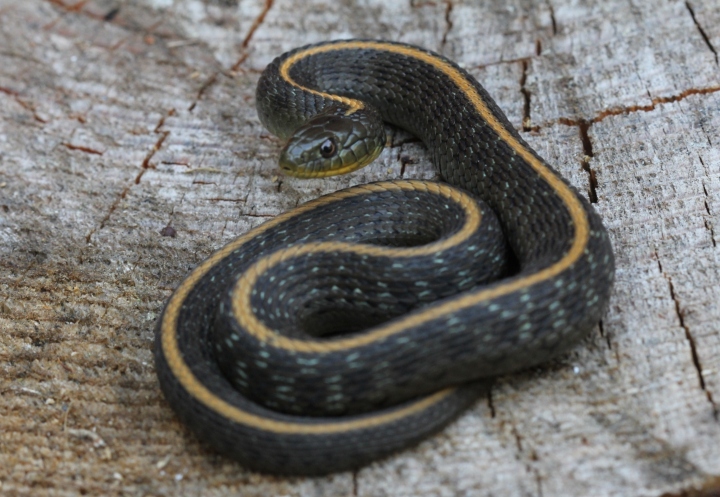 Santa Cruz Garter Snake